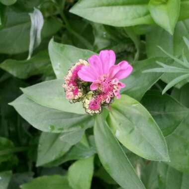 Zinnia elegans