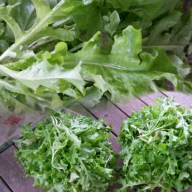 Lactuca sativa 'Salad Bowl'