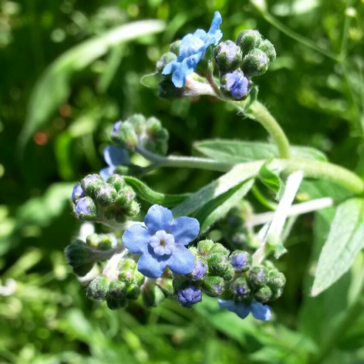 Plant image Cynoglossum amabile