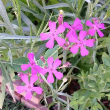 Silene armeria