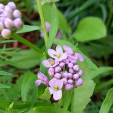 Iberis umbellata