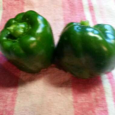 Capsicum annuum