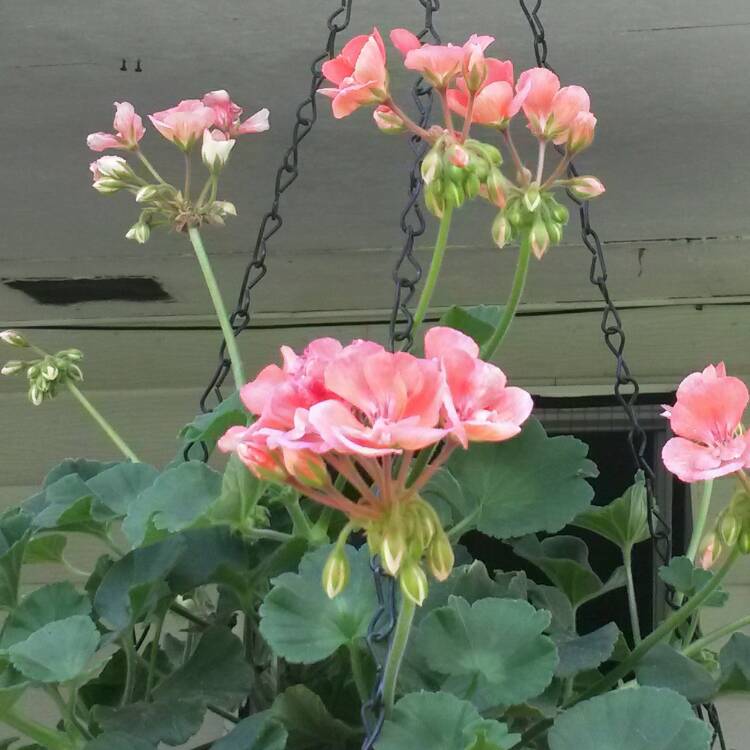 Plant image Pelargonium 'Bergpalais' syn. Pelargonium 'Evening Glow'