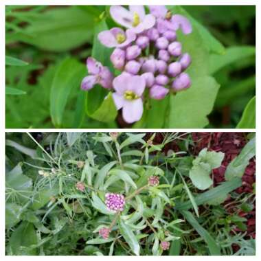 Iberis umbellata