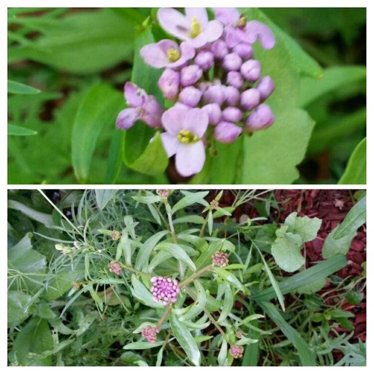 Plant image Iberis umbellata