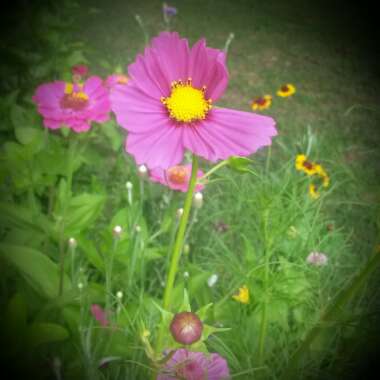 Cosmos bipinnatus 'Summer Sensation' Mix