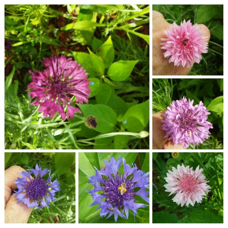 Plant image Centaurea Pulcherrima