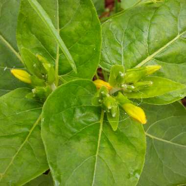 Mirabilis jalapa