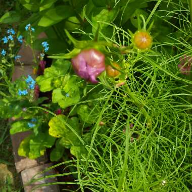 Cosmos bipinnatus 'Summer Sensation' Mix