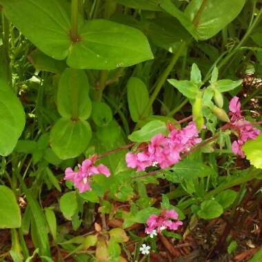 Clarkia amoena syn. Clarkia grandiflora ; Godetia grandiflora