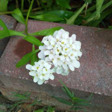 Iberis umbellata