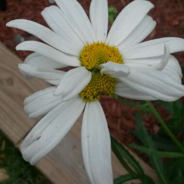 Leucanthemum