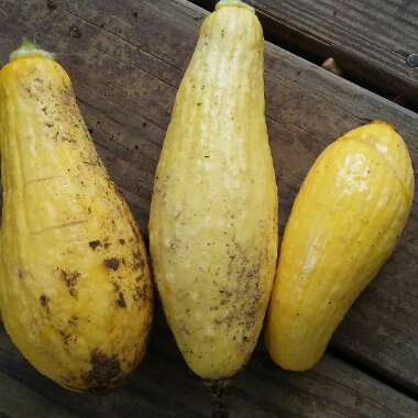 Cucurbita pepo 'Summer Yellow Crookneck'