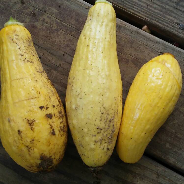 Plant image Cucurbita pepo 'Summer Yellow Crookneck'