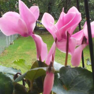 Cyclamen