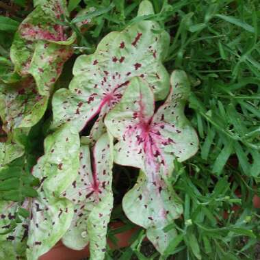 Caladium hortulanum 'Miss Muffet'