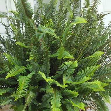 Dryopteris lepidopida