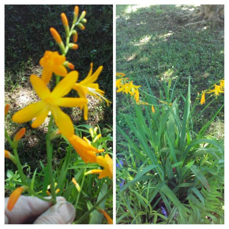 Plant image Crocosmia x crocosmiiflora 'Emily McKenzie' syn. Crocosmia x crocosmiiflora 'Lady McKenzie'