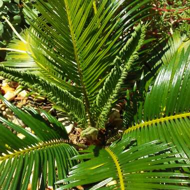 Cycas