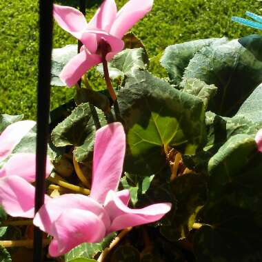 Cyclamen