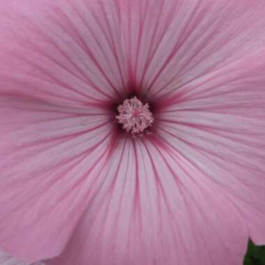 Lavatera trimestris