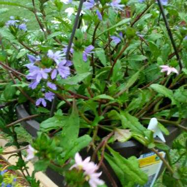 Scaevola aemula 'Bombay Pink'