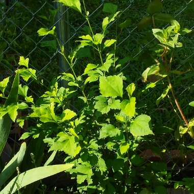 Hibiscus syriacus