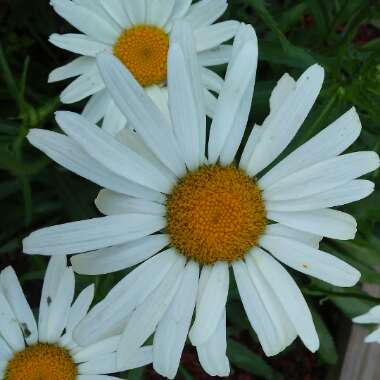 Leucanthemum