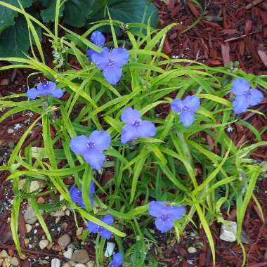 Tradescantia (Andersoniana Group) 'Sweet Kate'