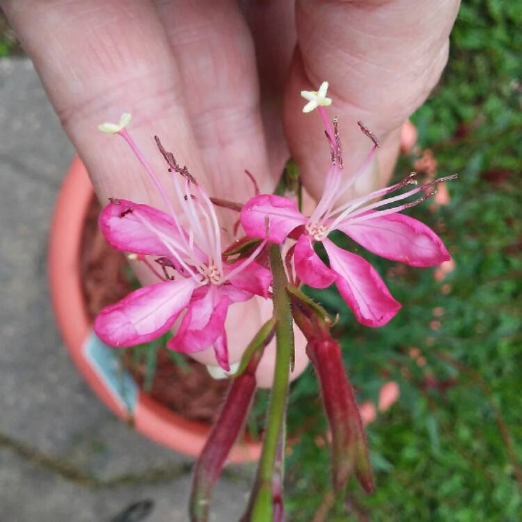 Plant image Oenothera lindheimeri 'Kleau04263' (Belleza Series) syn. Oenothera lindheimeri 'Belleza Dark Pink', Gaura lindheimeri 'Belleza Dark Pink'