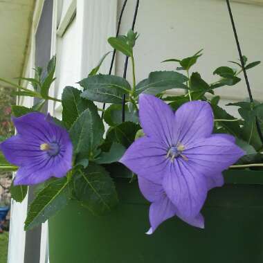 Platycodon grandiflorus 'Astra Blue' (Astra Series) syn. Campanula grandiflora 'Astra Blue'