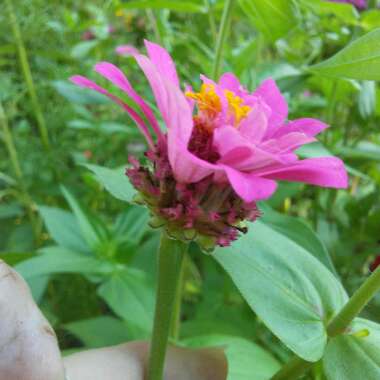 Zinnia elegans