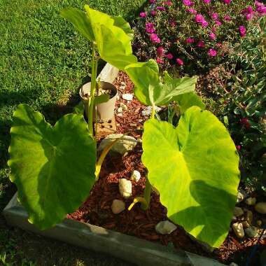 Colocasia esculenta  syn. Colocasia antiquorum