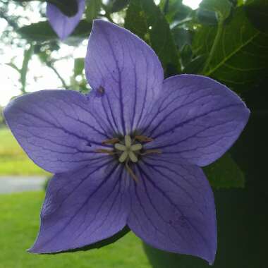 Platycodon grandiflorus 'Astra Blue' (Astra Series) syn. Campanula grandiflora 'Astra Blue'