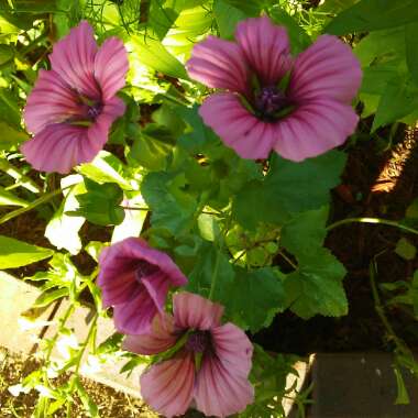 Lavatera trimestris