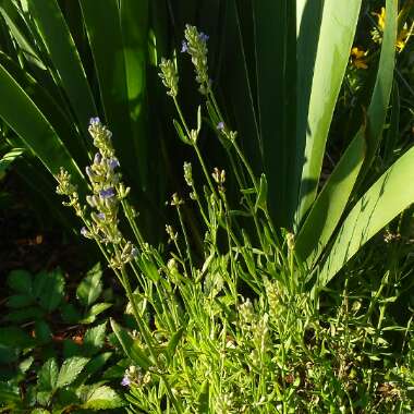 Lavandula angustifolia