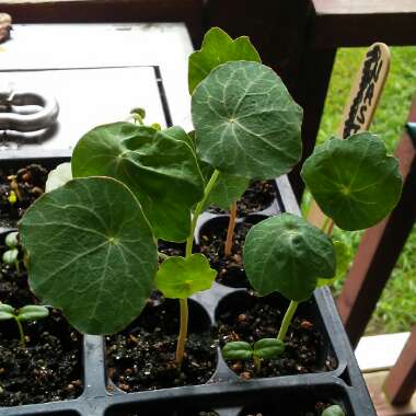 Tropaeolum majus