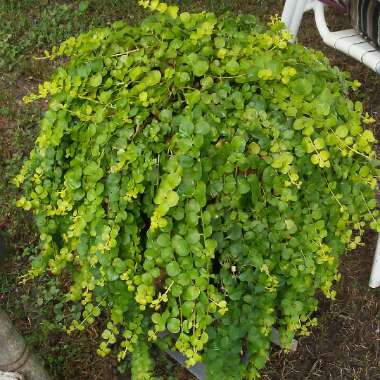 Lysimachia nummularia 'Aurea'