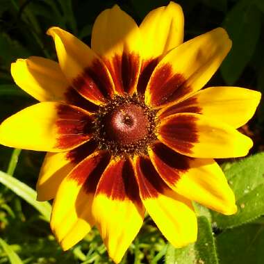 Rudbeckia