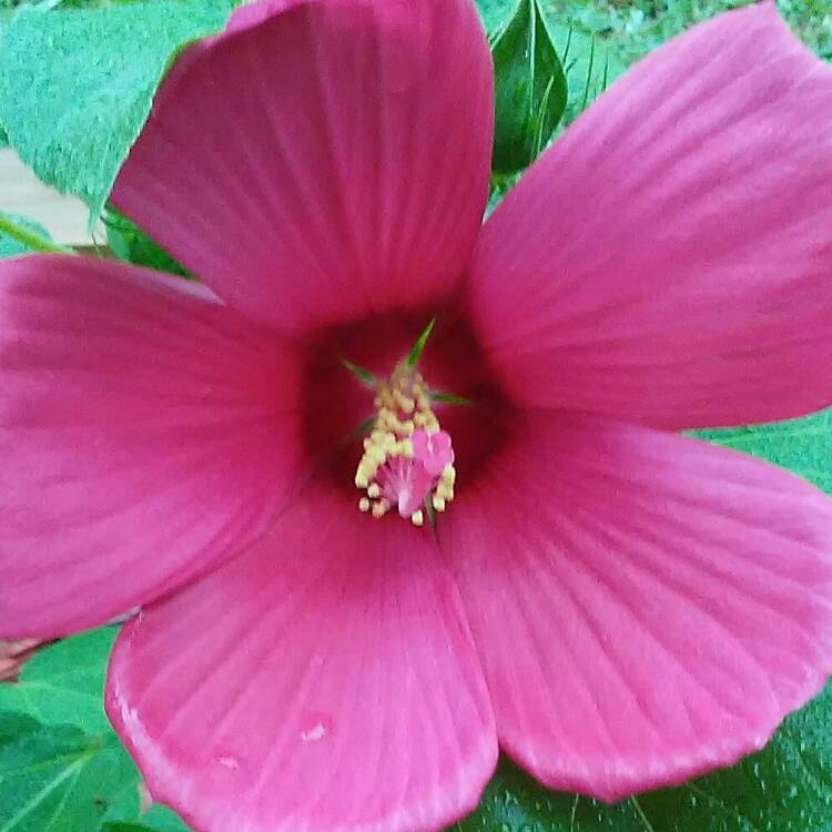 Plant image Hibiscus