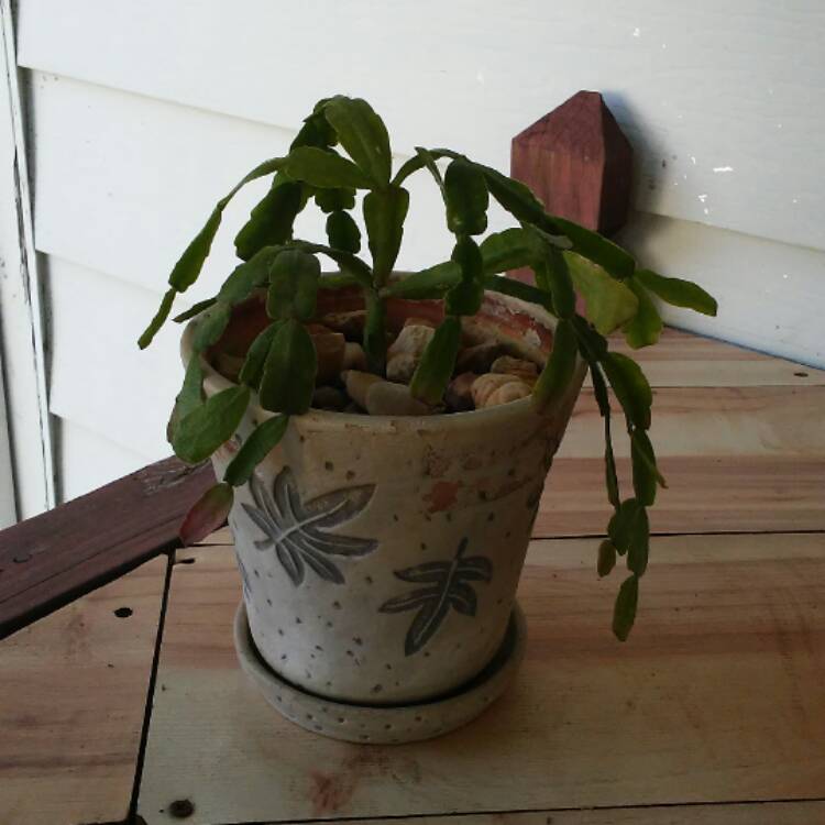 plant image 501873