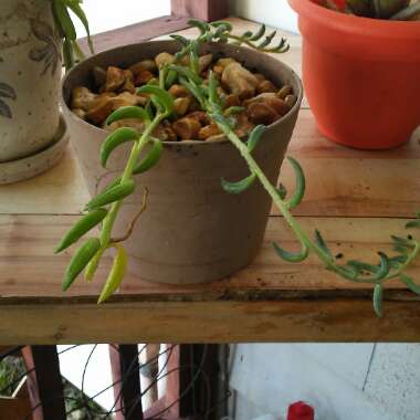 Senecio Radicans Glauca