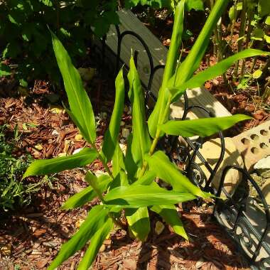 Hedychium coronarium