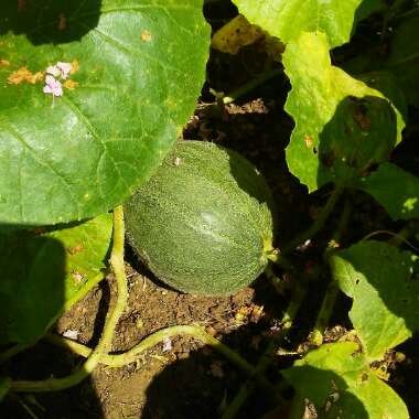 Cucumis melo var. cantalupensis