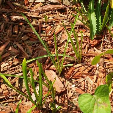 Muscari neglectum