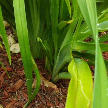 Hemerocallis fulva