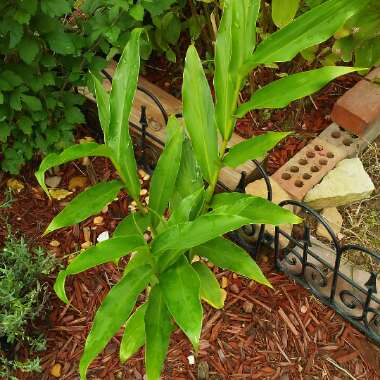 Hedychium coronarium