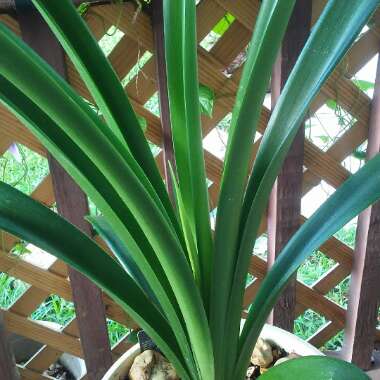 Hippeastrum (Galaxy Group) 'Red Lion'