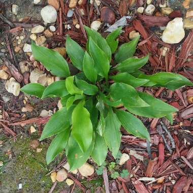 Hosta