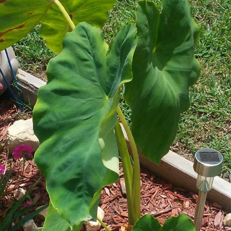 Plant image Colocasia esculenta  syn. Colocasia antiquorum